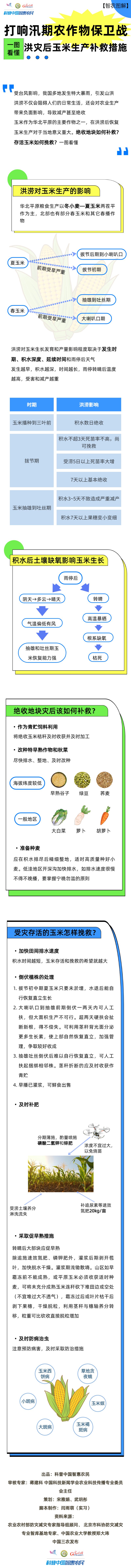 【智农图解】打响汛期农作物保卫战，一图看懂洪灾后玉米生产补救措施