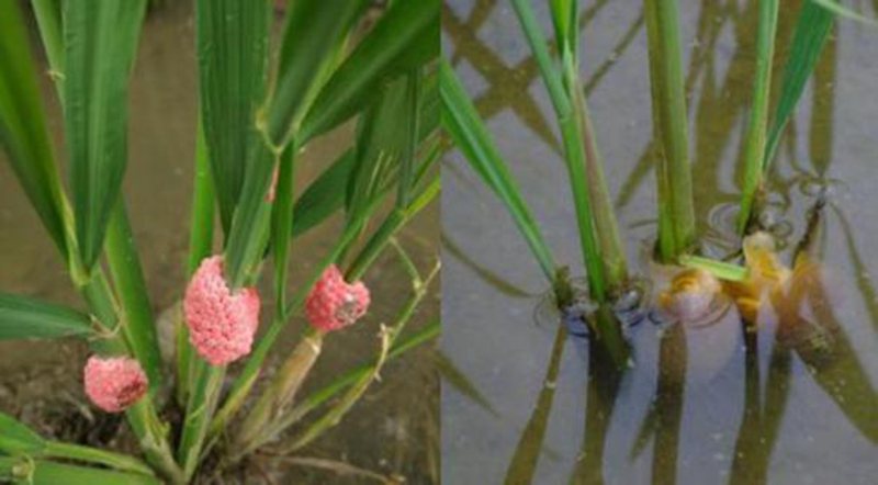 对话植保专家黄水金：揭开“茶杀”福寿螺的秘密