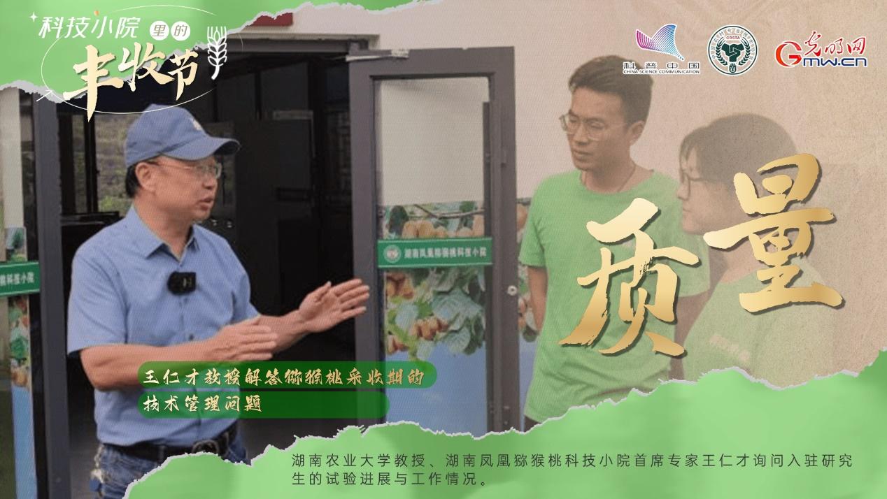 【科技小院里的丰收节】科技托起振兴梦，湖南凤凰甜“猕”丰收
