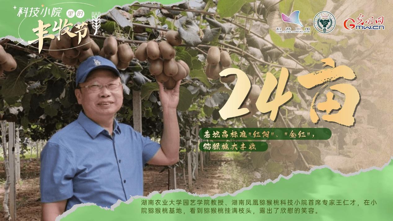 【科技小院里的丰收节】科技托起振兴梦，湖南凤凰甜“猕”丰收