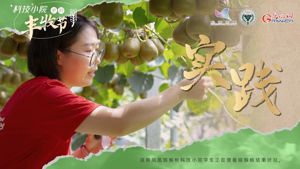 【科技小院里的丰收节】科技托起振兴梦，湖南凤凰甜“猕”丰收