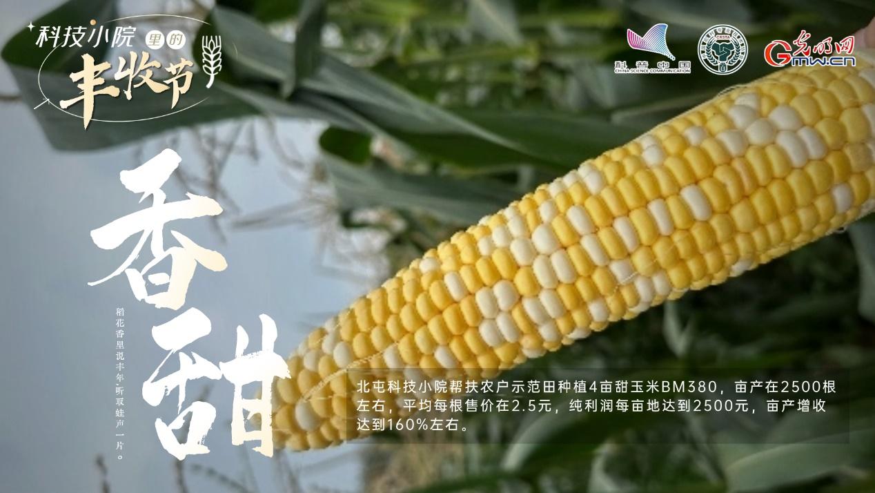 【科技小院里的丰收节】北屯小院丰收忙，乡村振兴添动力