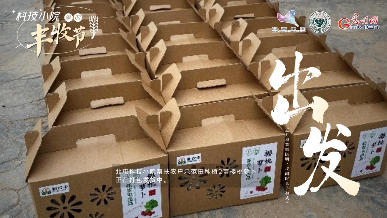 【科技小院里的丰收节】北屯小院丰收忙，乡村振兴添动力