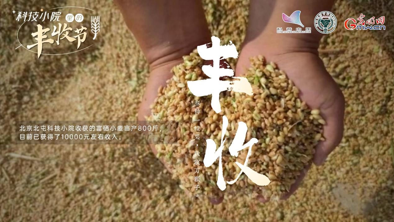 【科技小院里的丰收节】北屯小院丰收忙，乡村振兴添动力