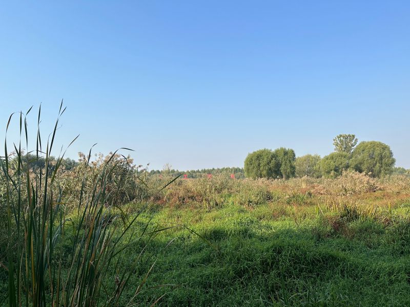 【大美湿地 润泽齐鲁】风景区化身“净水器” 人工湿地让污水变清流 【大美湿地 润泽齐鲁】风景区化身“净水器” 人工湿地让污水变清流