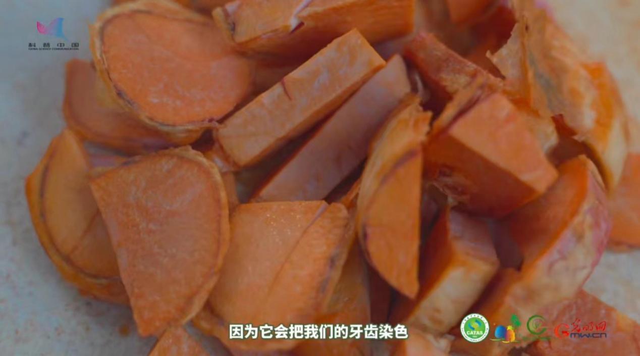 【热作科普】可乐的神秘原料竟是水果？揭秘“可乐果”