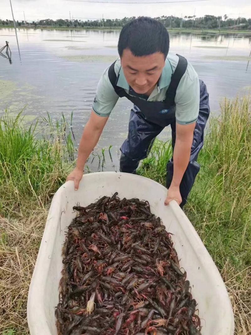 陈文:退伍兵用“憨劲”做大“稻虾憨”产业 陈文:退伍兵用“憨劲”做大“稻虾憨”产业