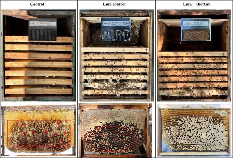 守护甜蜜，击退蜜蜂大敌有了新技术