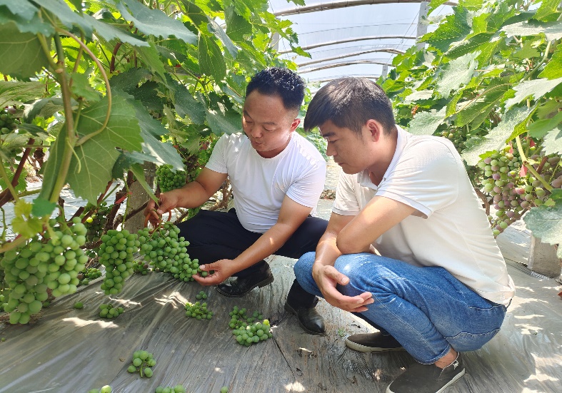 王飞：带头致富新农人，科普助农传播知识火种