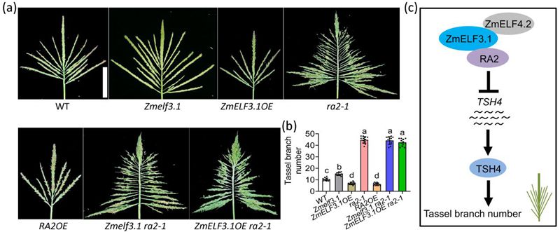 玉米产量之谜：科研团队发现调控玉米雄穗分支数目分子机制