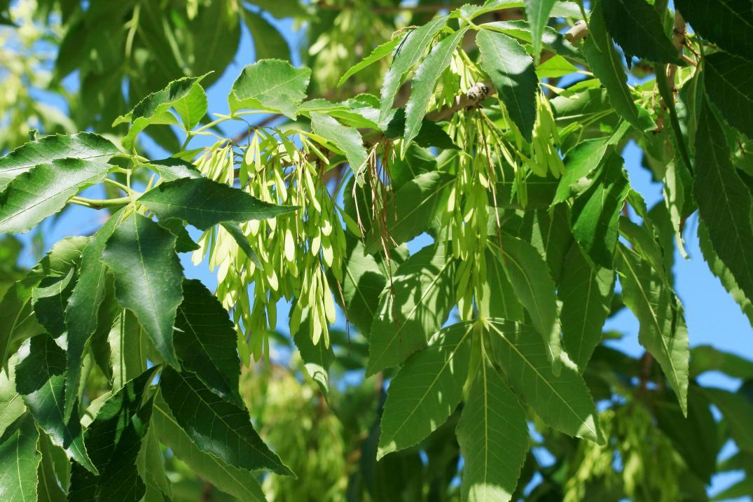 蜡烛竟是昆虫的分泌物？揭秘古代生产蜡烛的乔木“工厂”