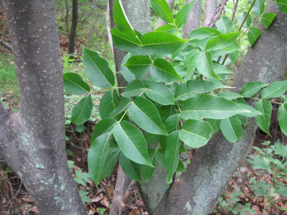 蜡烛竟是昆虫的分泌物？揭秘古代生产蜡烛的乔木“工厂”