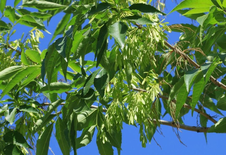 蜡烛竟是昆虫的分泌物？揭秘古代生产蜡烛的乔木“工厂”