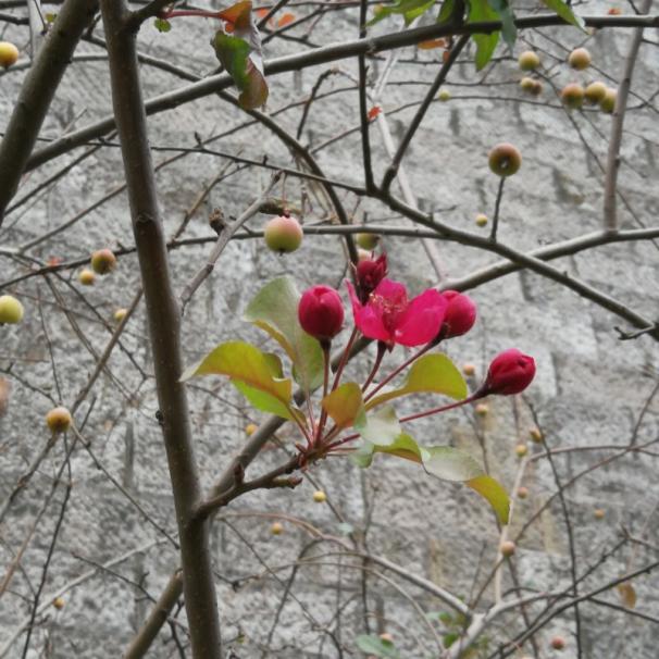 “花中神仙”海棠花竟是四川籍！如何“拿捏”它的花期？