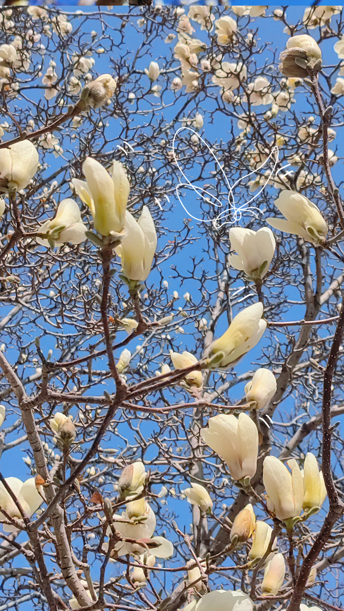 镜头里的北京科学中心 | 疑花疑鸟