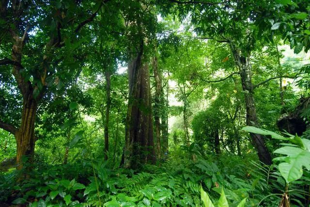 清明踏青季 | 如何才能安全“趣野”？这些应急知识快来查收！