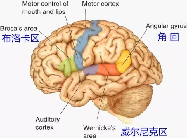 迷糊时说胡话：揭秘大脑剧场的“神秘演出”