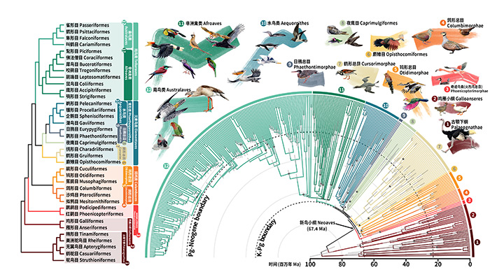 为万种鸟类绘制“历史地图”