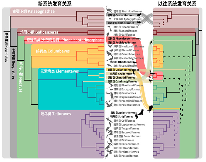 【顶刊论文解读】重构鸟类“生命之树”！科学家拨开百年迷雾