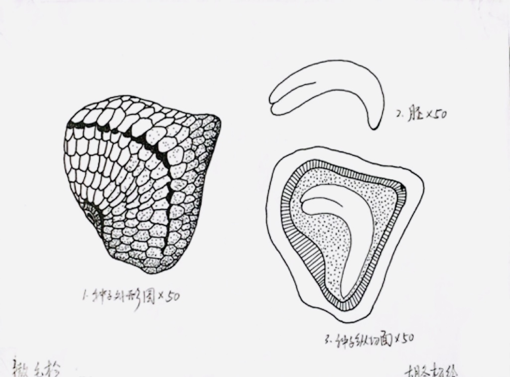 【光明博物绘】如何画好一粒种子？