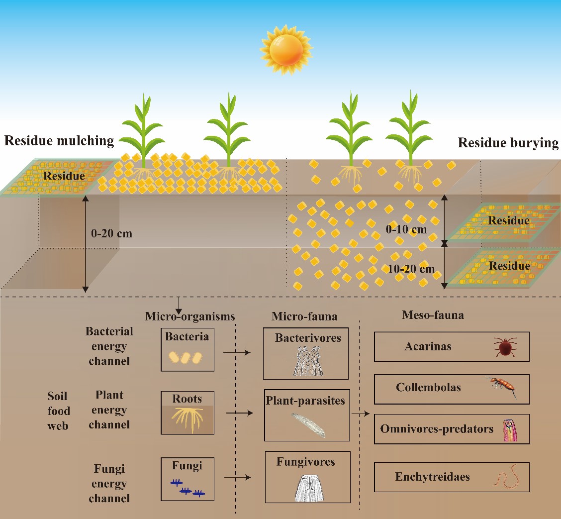 秸秆是移除、覆盖，还是翻埋？土壤食物网响应机制大不同