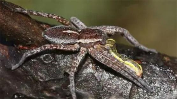 生物科普不是“卖萌比赛”——从土拨鼠走红说起