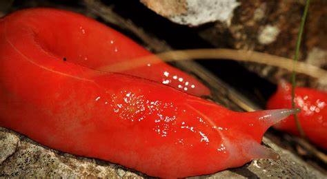 生物科普不是“卖萌比赛”——从土拨鼠走红说起