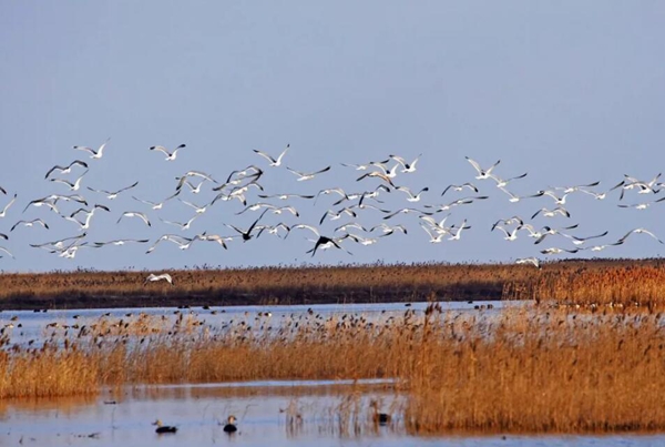 生物科普不是“卖萌比赛”——从土拨鼠走红说起