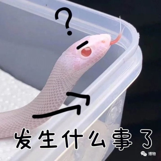 下次遇见蛇,别再尖叫啦! 下次遇见蛇,别再尖叫啦!