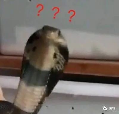 下次遇见蛇,别再尖叫啦! 下次遇见蛇,别再尖叫啦!