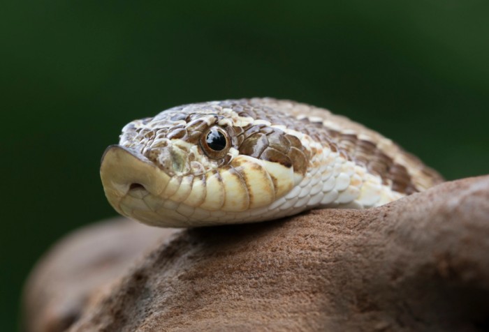 这种蛇喜欢装成“眼镜蛇”，却当了人类百年的宠物？