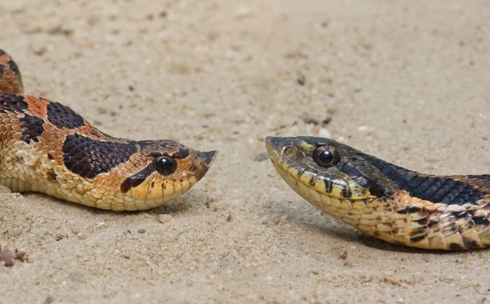 这种蛇喜欢装成“眼镜蛇”，却当了人类百年的宠物？