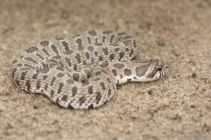 这种蛇喜欢装成“眼镜蛇”，却当了人类百年的宠物？