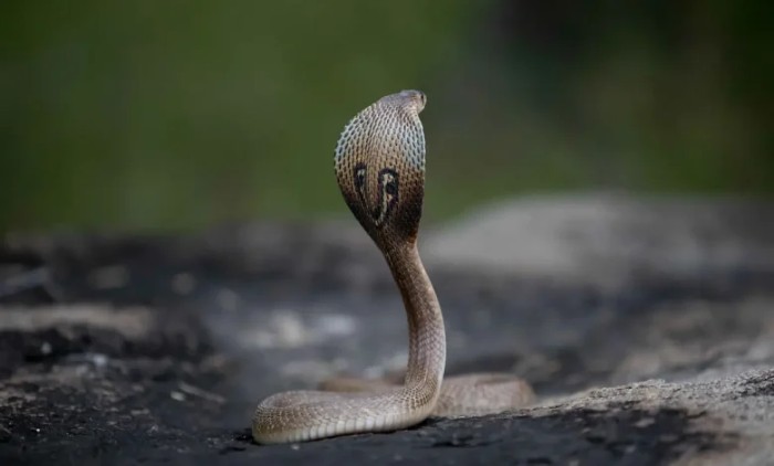 这种蛇喜欢装成“眼镜蛇”，却当了人类百年的宠物？