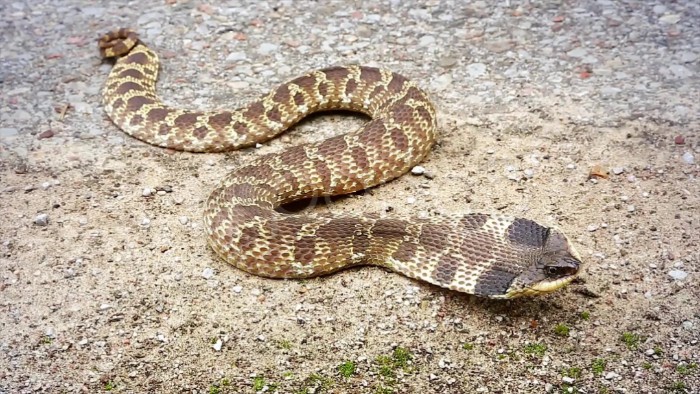 这种蛇喜欢装成“眼镜蛇”，却当了人类百年的宠物？