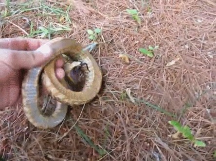 这种蛇喜欢装成“眼镜蛇”，却当了人类百年的宠物？