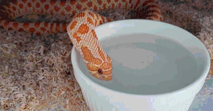 这种蛇喜欢装成“眼镜蛇”，却当了人类百年的宠物？