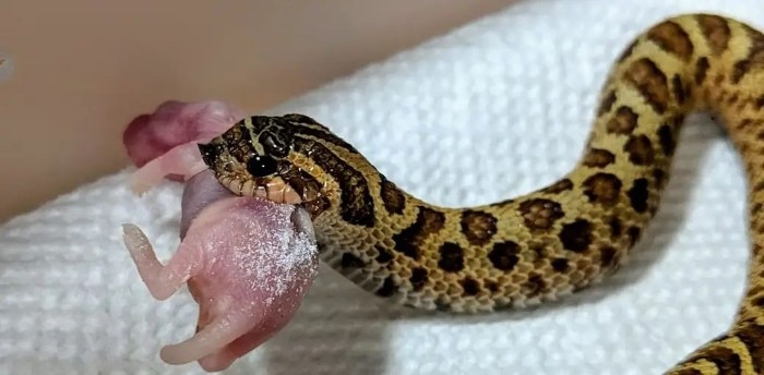 这种蛇喜欢装成“眼镜蛇”，却当了人类百年的宠物？