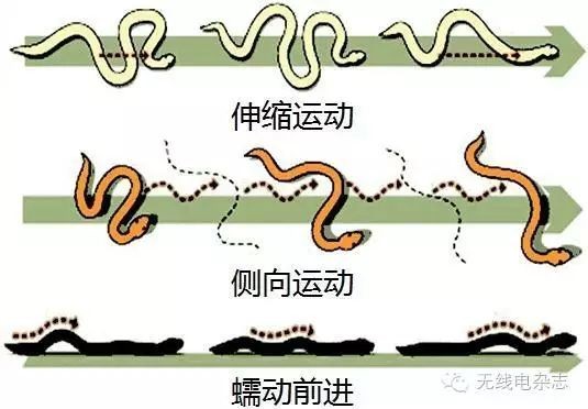 仿生蛇形机器人居然有这么多作用？