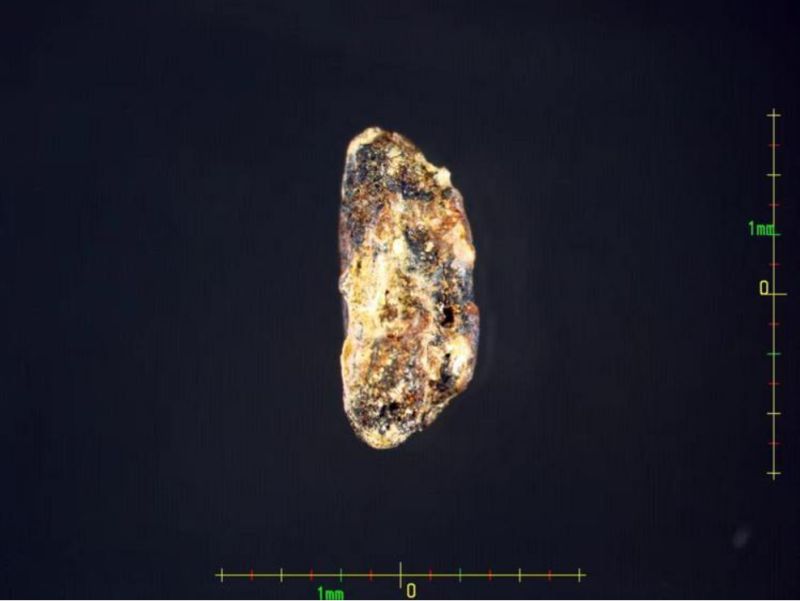 【大国粮策】作物学：从一粒种子到万千粮仓的进化密码