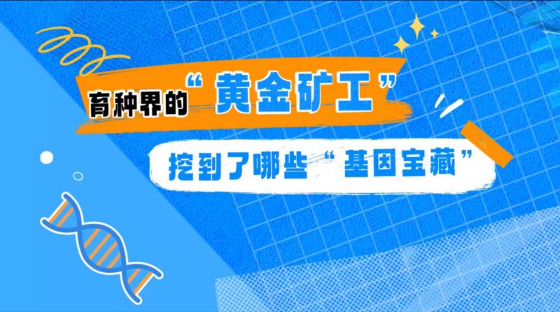 【大国粮策】育种界的“黄金矿工”，挖到了哪些“基因宝藏”？
