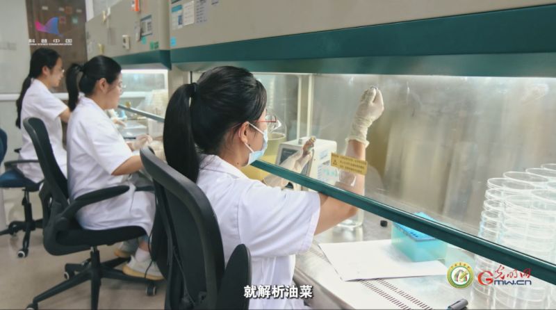 【大国粮策】育种界的“黄金矿工”，挖到了哪些“基因宝藏”？