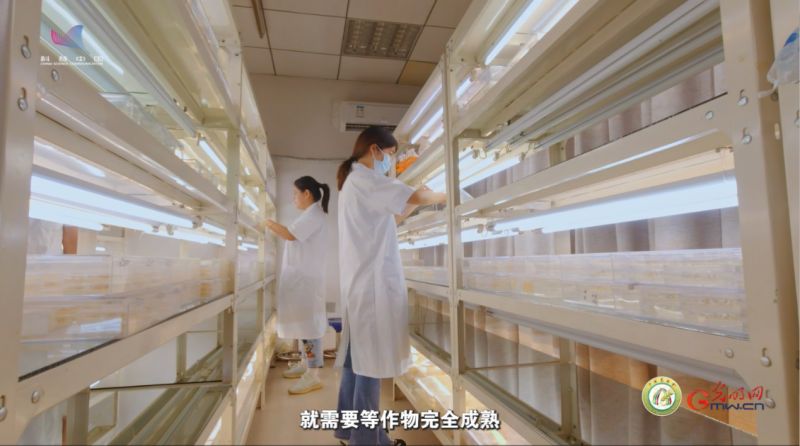 【大国粮策】育种界的“黄金矿工”，挖到了哪些“基因宝藏”？