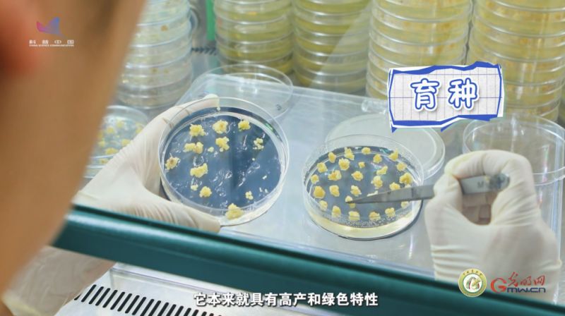 【大国粮策】一碗米饭的背后：如何让“好吃、高产、省成本”同时发生？这个专业说：我能！