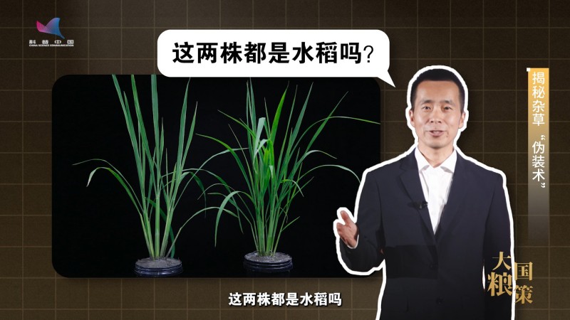 【大国粮策】破解杂草伪装术 培养作物“特种兵”