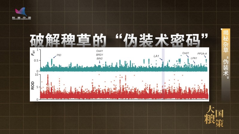 【大国粮策】破解杂草伪装术 培养作物“特种兵”