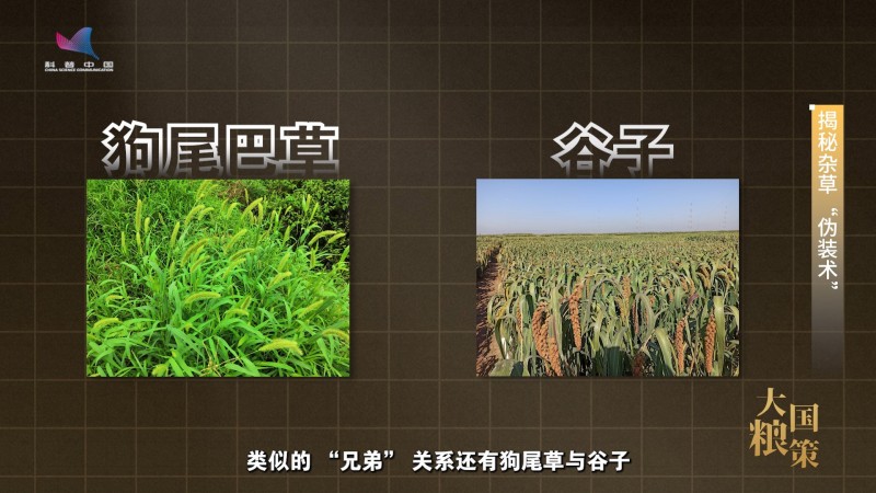 【大国粮策】破解杂草伪装术 培养作物“特种兵”