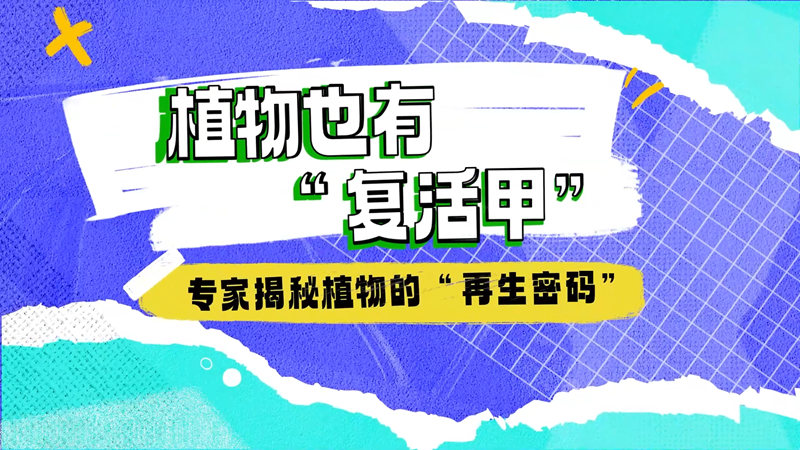 【大国粮策】高考志愿填报季丨植物也有“复活甲”!专家揭秘植物的“再生密码” 【大国粮策】高考志愿填报季丨植物也有“复活甲”!专家揭秘植物的“再生密码”