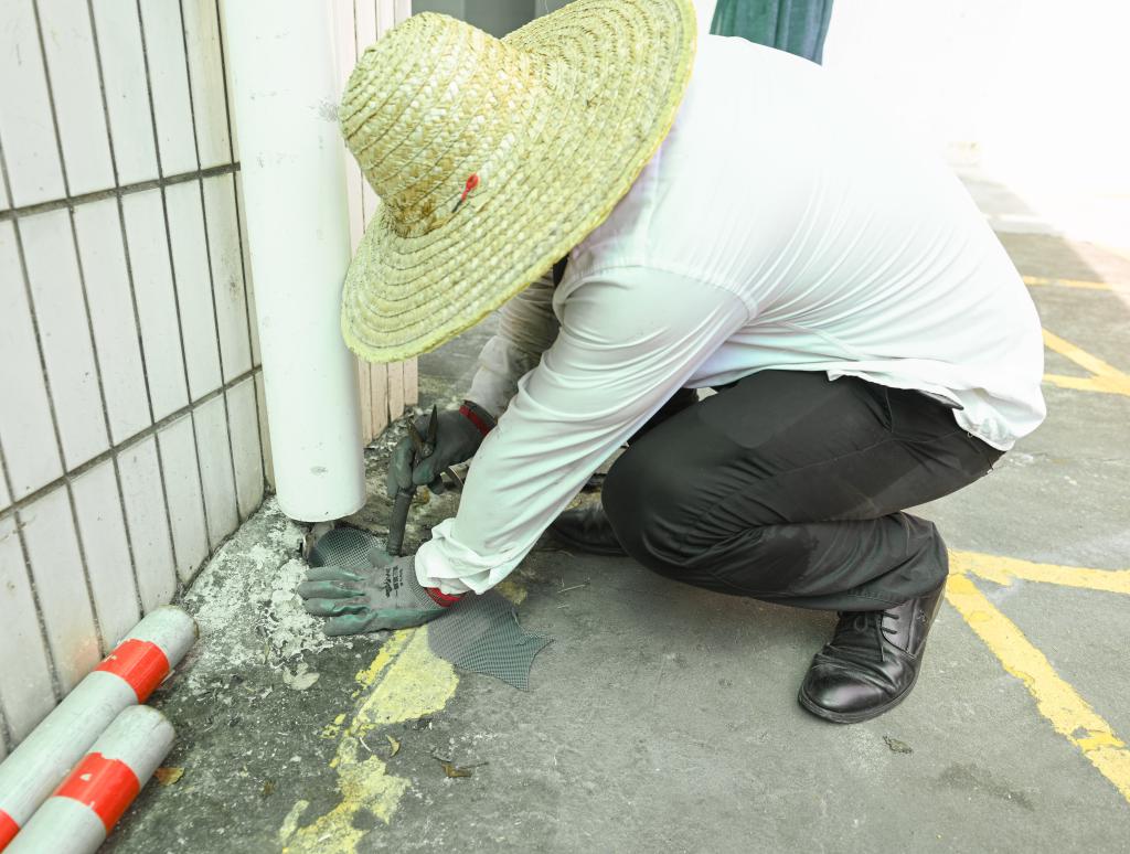 关于基孔肯雅热:会人传人吗?和登革热有何不同?如何防?