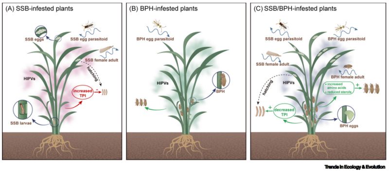 【大国粮策】植物的“化学语言”：挥发物的奥秘与应用